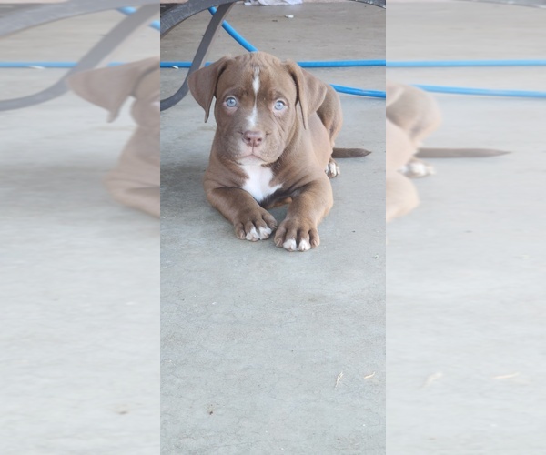 Medium Photo #9 American Bully Puppy For Sale in POMONA, CA, USA