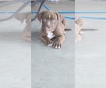 Small Photo #9 American Bully Puppy For Sale in POMONA, CA, USA