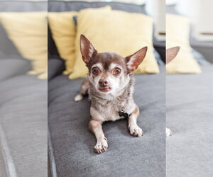 Chihuahua Dogs for adoption in Tampa, FL, USA