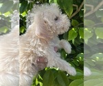 Small Mauzer-Poodle (Toy) Mix