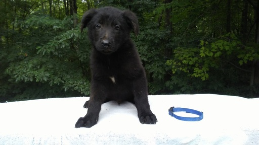 Medium Photo #1 German Shepherd Dog Puppy For Sale in LOGAN, OH, USA