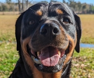 Mother of the Rottweiler puppies born on 02/24/2024