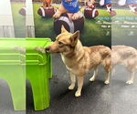 Small #1 Siberian Husky