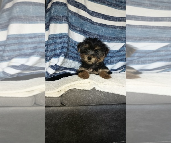 Medium Photo #32 Yorkshire Terrier Puppy For Sale in BENSON, NC, USA