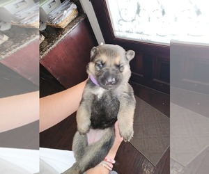 German Shepherd Dog Puppy for sale in RAMONA, CA, USA