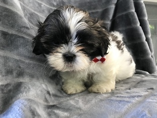 Shih Tzu Puppy for sale in PEACH BOTTOM, PA, USA