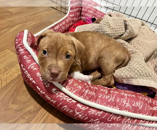 Medium Photo #5 Mutt Puppy For Sale in Derwood, MD, USA