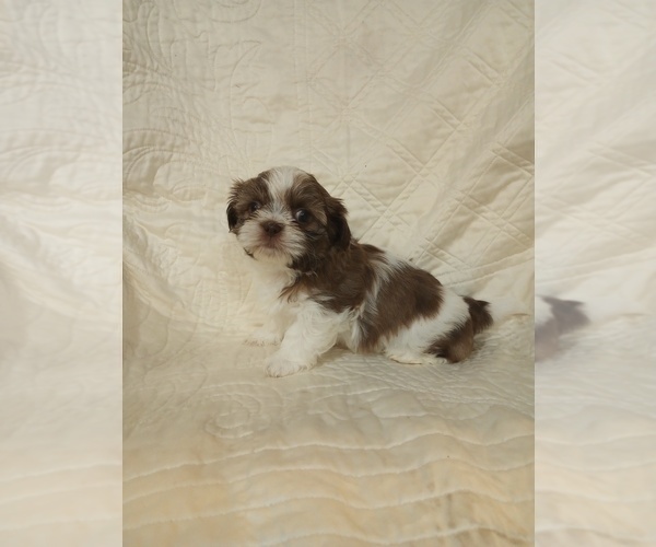 Medium Photo #5 Shih Tzu Puppy For Sale in ALLENSVILLE, KY, USA