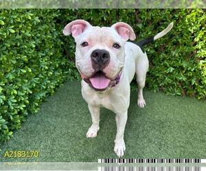 American Pit Bull Terrier Dogs for adoption in West Palm Beach, FL, USA