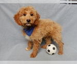 Small #1 Goldendoodle (Miniature)