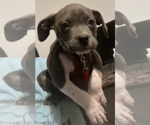 Medium American Bully