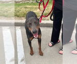 Small #2 Doberman Pinscher