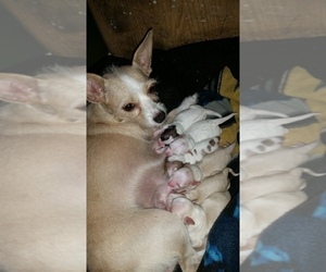 Mother of the Chiranian-Maltipom Mix puppies born on 09/14/2022