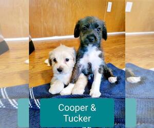Maltipoo-Pom Terrier Mix Puppy for sale in MURRIETA, CA, USA