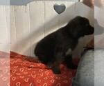 Puppy Puppy 2 male Newfoundland