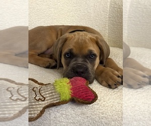 Cane Corso Puppy for sale in CLARKSVILLE, TN, USA