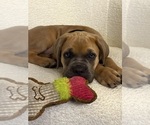 Luna - Female Cane Corso Puppy for Sale - Small photo