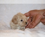 Small Photo #8 Poodle (Toy) Puppy For Sale in DYERSBURG, TN, USA