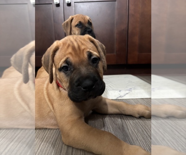 Medium Photo #16 Bullmastiff Puppy For Sale in JAY, FL, USA