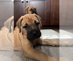 Small #15 Bullmastiff