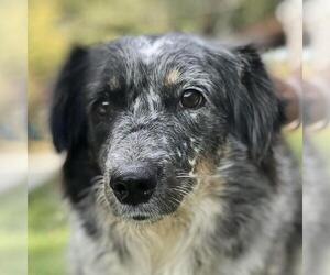Medium Australian Shepherd Mix