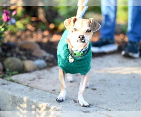 Medium Photo #1 Chihuahua-Unknown Mix Puppy For Sale in Santa Cruz, CA, USA