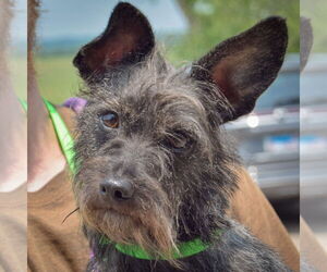 Mutt Dogs for adoption in Huntley, IL, USA