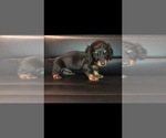 Small Photo #1 Dachshund Puppy For Sale in QUANAH, TX, USA