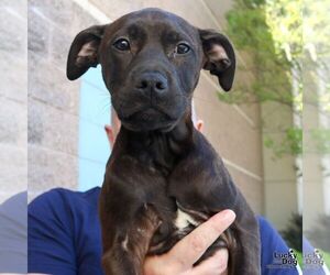 Labrador Retriever-Unknown Mix Dogs for adoption in Washington, DC, USA