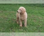 Small Photo #3 Goldendoodle Puppy For Sale in BRIGHTON, MO, USA