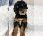 Image preview for Ad Listing. Nickname: Nutmeg