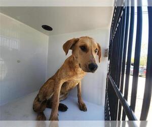Golden Labrador Dogs for adoption in Houston, TX, USA