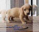 Puppy Regis Goldendoodle (Miniature)