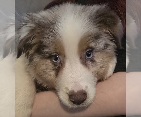 Medium Photo #15 Australian Shepherd Puppy For Sale in ROY, UT, USA
