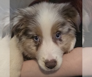 Medium Australian Shepherd