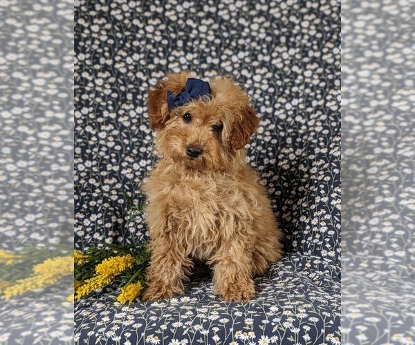Medium Photo #3 Goldendoodle (Miniature) Puppy For Sale in NOTTINGHAM, PA, USA