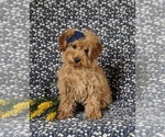 Small Photo #3 Goldendoodle (Miniature) Puppy For Sale in NOTTINGHAM, PA, USA