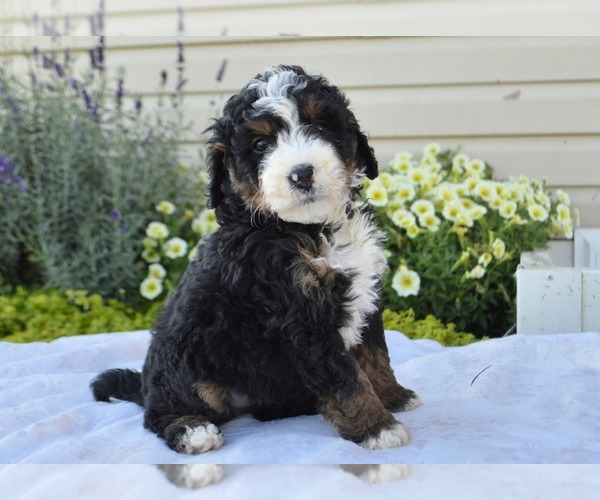 Medium Photo #20 Bernedoodle (Miniature) Puppy For Sale in PARADISE, PA, USA