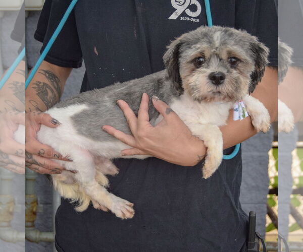 Medium Photo #2 Shih Tzu Puppy For Sale in Huntley, IL, USA
