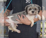 Small #1 Shih Tzu