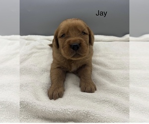 Golden Retriever Dog for Adoption in FREDERICKSBG, Ohio USA
