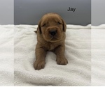 Image preview for Ad Listing. Nickname: Jay