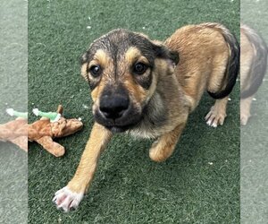 Labrenees Dogs for adoption in Rockwall, TX, USA