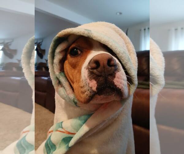 Medium Photo #5 Boxer-Unknown Mix Puppy For Sale in Burnsville, MN, USA