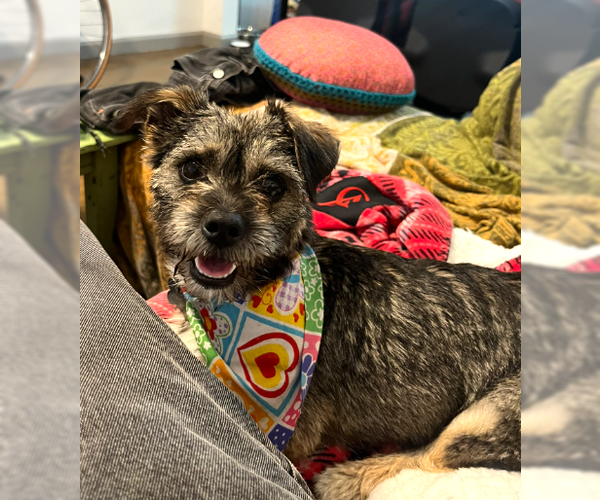 Medium Photo #3 Border Terrier-Unknown Mix Puppy For Sale in San Diego, CA, USA