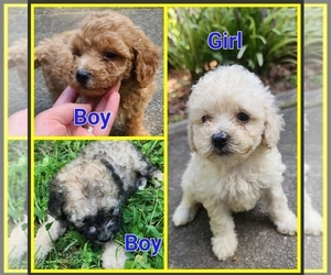 Poodle (Toy) Puppy for Sale in WINSTON SALEM, North Carolina USA