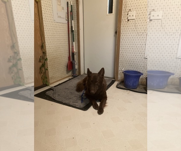 Medium Photo #1 German Shepherd Dog Puppy For Sale in FORT COLLINS, CO, USA