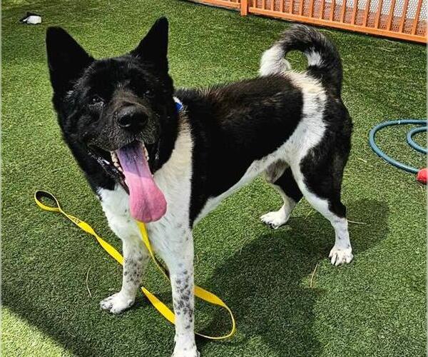 Medium Photo #1 Akita-Unknown Mix Puppy For Sale in Las Vegas, NV, USA