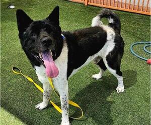 Akita-Unknown Mix Dogs for adoption in Las Vegas, NV, USA