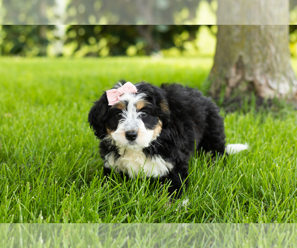 Medium Photo #14 Bernedoodle (Miniature) Puppy For Sale in SHIPSHEWANA, IN, USA